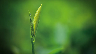 這片樹葉，改變了世界！