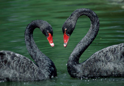 ?？低?ldquo;黑天鵝&rdquo;驚魂兩天