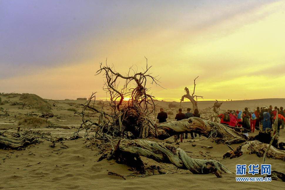 千年胡楊，不朽傳奇