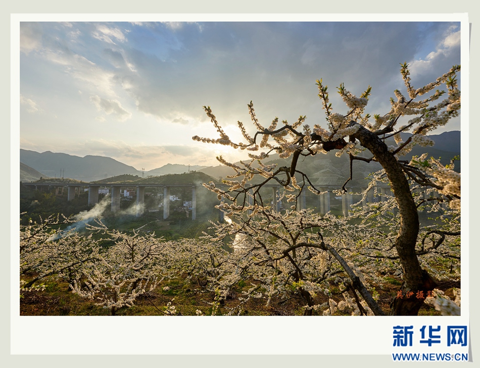 李花白，彩霞紅，春意濃