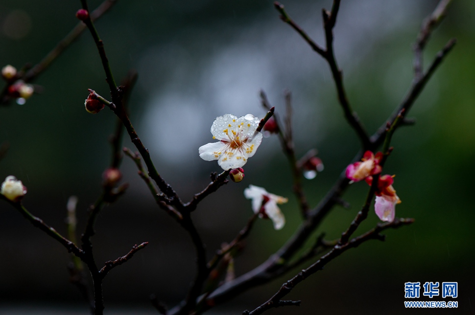 疏影橫斜，暗香浮動