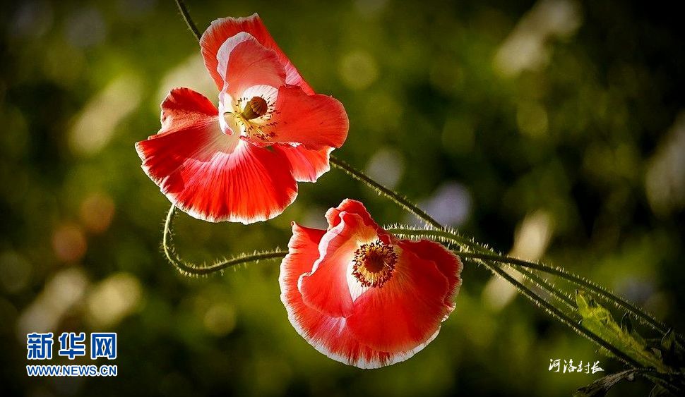 風(fēng)姿綽約虞美人