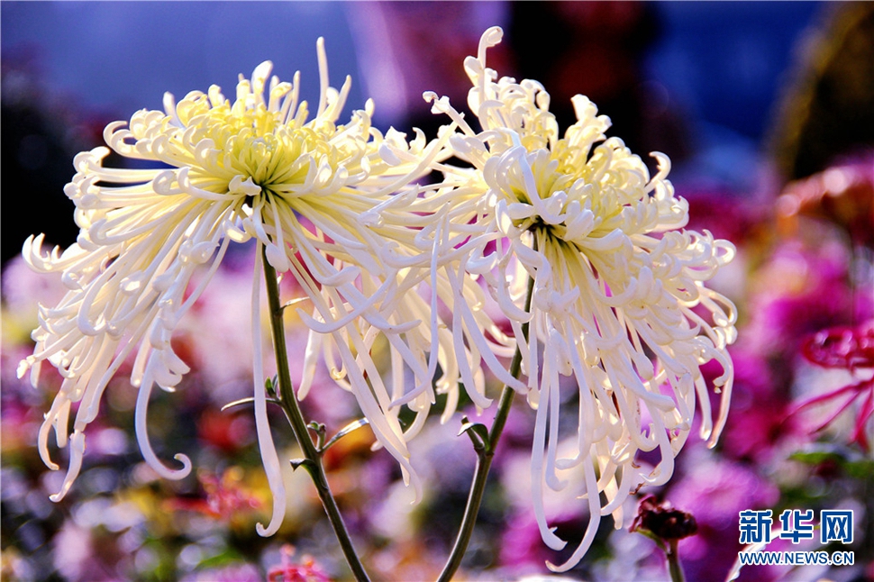 金秋時節(jié)，菊潤車城