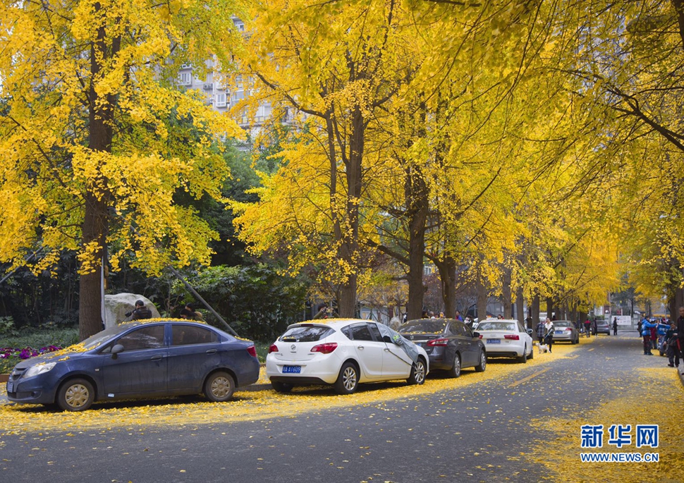 冬日暖陽，成都的銀杏已滿地