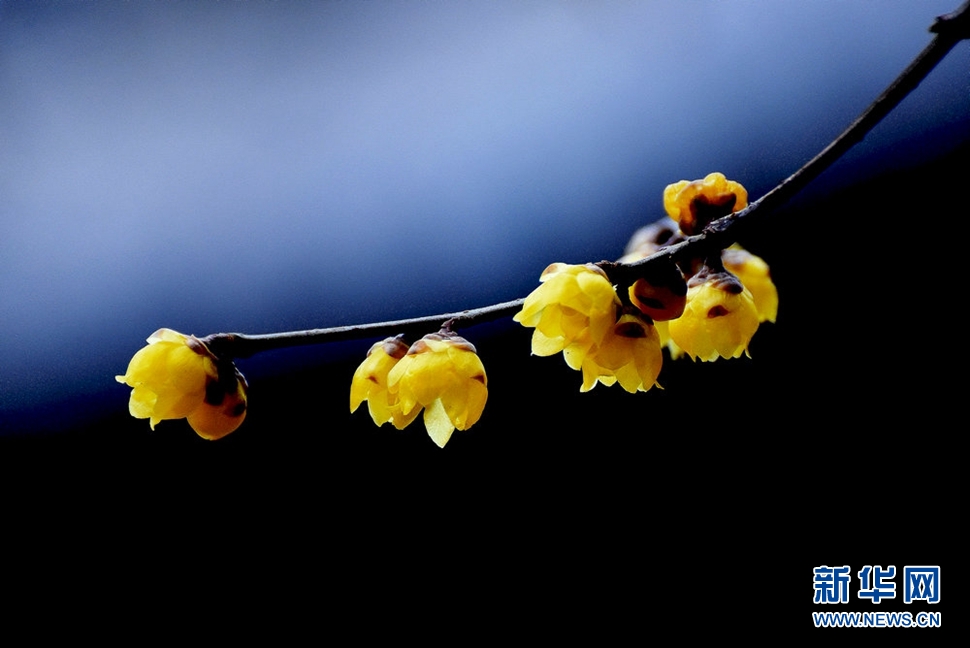 《大寒時(shí)節(jié)獨(dú)自香》