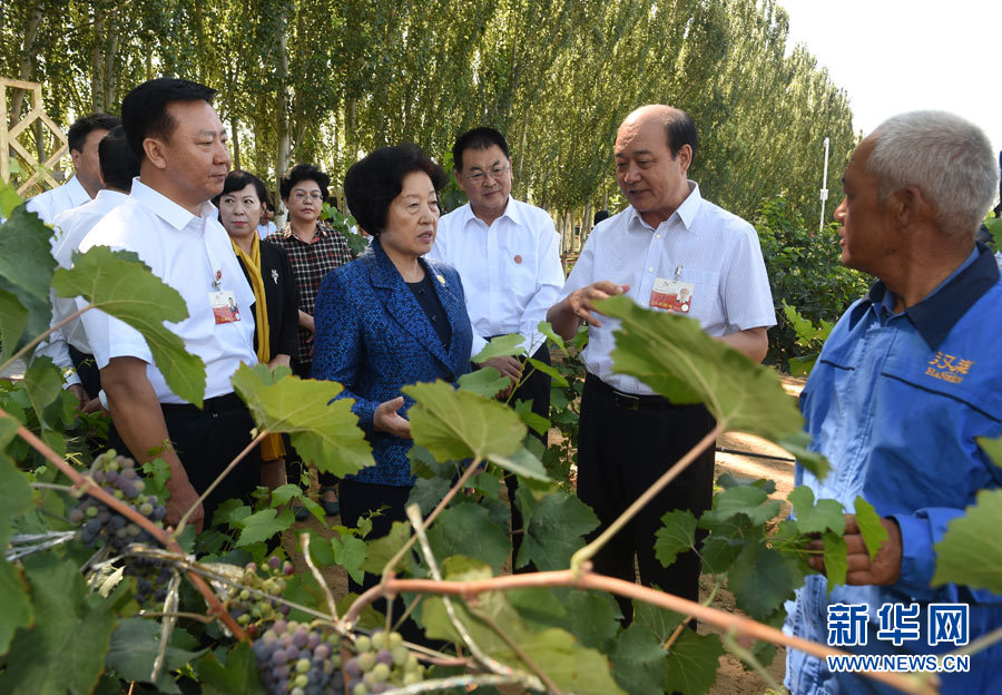 8月9日，中共中央政治局委員、中央統(tǒng)戰(zhàn)部部長(zhǎng)、中央代表團(tuán)副團(tuán)長(zhǎng)孫春蘭率中央代表團(tuán)三分團(tuán)，先后赴內(nèi)蒙古自治區(qū)烏海市、阿拉善盟看望各族干部群眾。這是孫春蘭在烏海市漢森酒業(yè)集團(tuán)的葡萄種植園了解葡萄種植情況。新華社記者 任軍川 攝