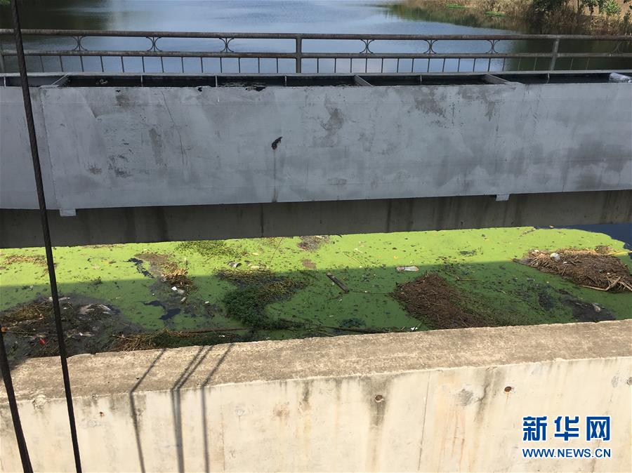 （新華視點(diǎn)·圖文互動(dòng)）（2）上游洪水來(lái)襲下游魚蟹死亡，泄洪為何變泄污？