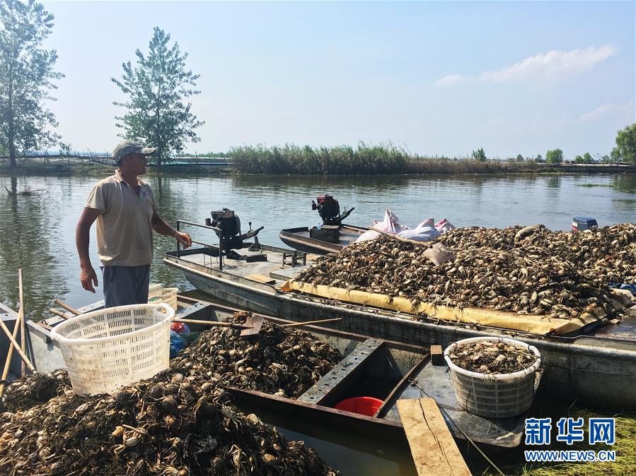 （新華視點(diǎn)·圖文互動(dòng)）（1）上游洪水來(lái)襲下游魚蟹死亡，泄洪為何變泄污？
