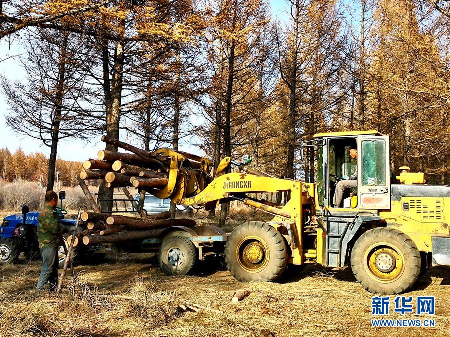 （新華全媒頭條·圖文互動）（7）那一抹綠色，走進(jìn)越來越多人心里——河北塞罕壩續(xù)寫新時代綠色傳奇