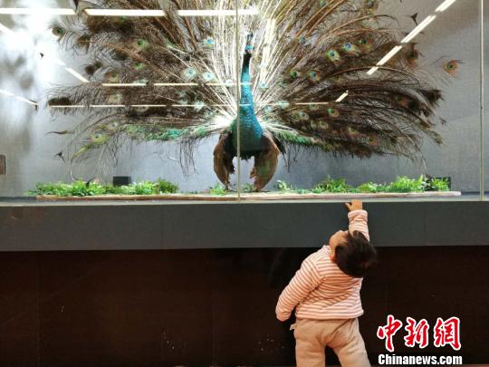 圖為展覽現(xiàn)場?！『h航 攝