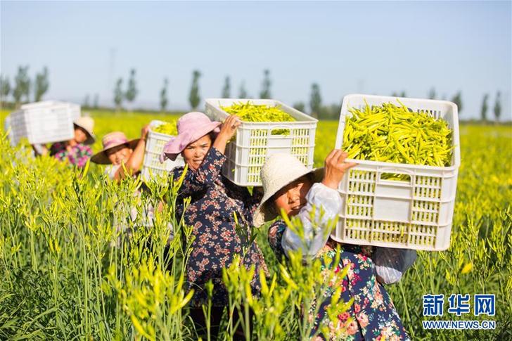 （在習近平新時代中國特色社會主義思想指引下——新時代新作為新篇章·鄉(xiāng)村振興戰(zhàn)略·圖文互動）（1）一株忘憂草，萬家喜眉梢——山西省大同市云州區(qū)黃花產(chǎn)業(yè)扶貧觀察