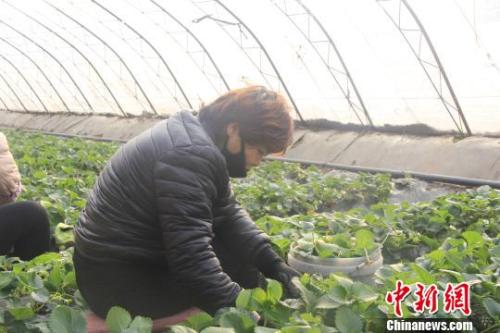 正值隆冬時節(jié)，山西省長治市長子縣天寒地凍，最低氣溫已有零下十幾度，當?shù)氐氖卟舜笈飪?nèi)卻“春意盎然”、生機勃勃。　王維寧 攝