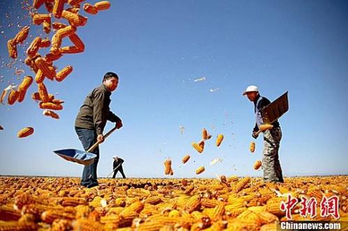 資料圖。農(nóng)民揮動(dòng)鐵锨晾曬玉米，使得滿(mǎn)地盡帶“黃金甲”，成為一道靚麗的風(fēng)景線(xiàn)。趙琳 攝