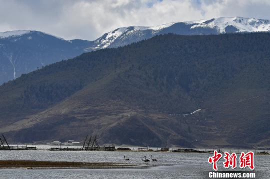 圖為在納帕海濕地棲息的候鳥?！⑷疥?攝