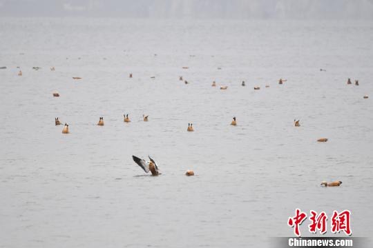 圖為在納帕海濕地棲息的候鳥?！⑷疥?攝