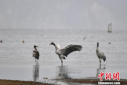圖為在納帕海濕地棲息的黑頸鶴?！⑷疥?攝