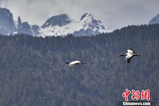 圖為在納帕海濕地上空飛翔的黑頸鶴?！⑷疥?攝