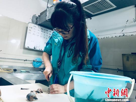 于雅麗在餌料操作間，準(zhǔn)備著動物們的食物。　艾慶龍 攝