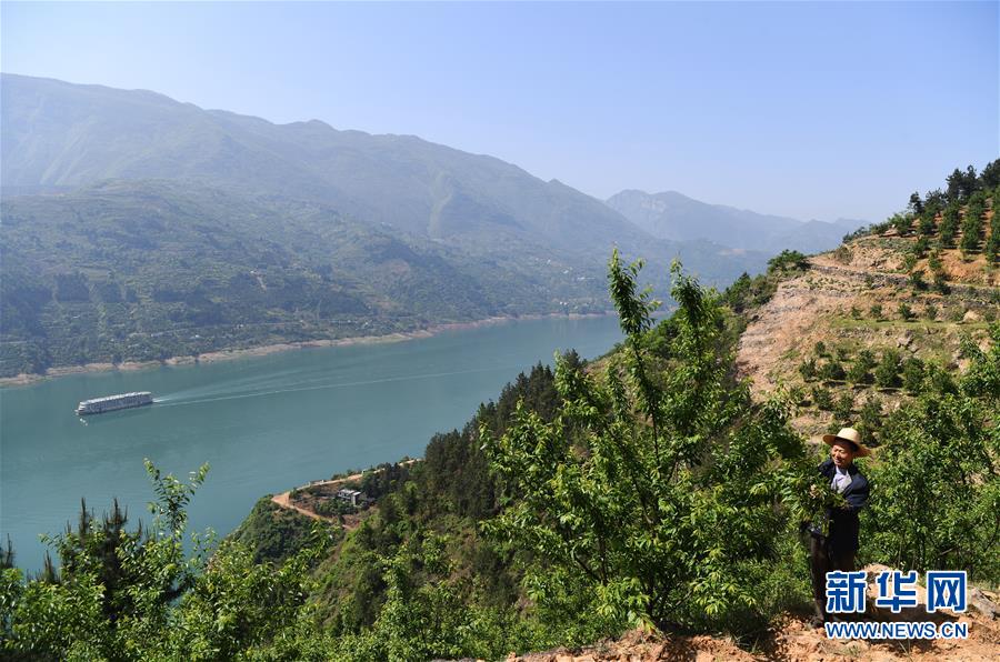 （在習(xí)近平新時(shí)代中國(guó)特色社會(huì)主義思想指引下——新時(shí)代新作為新篇章）（12）重慶巫山：“生態(tài)寶貝”變身“搖錢(qián)樹(shù)”