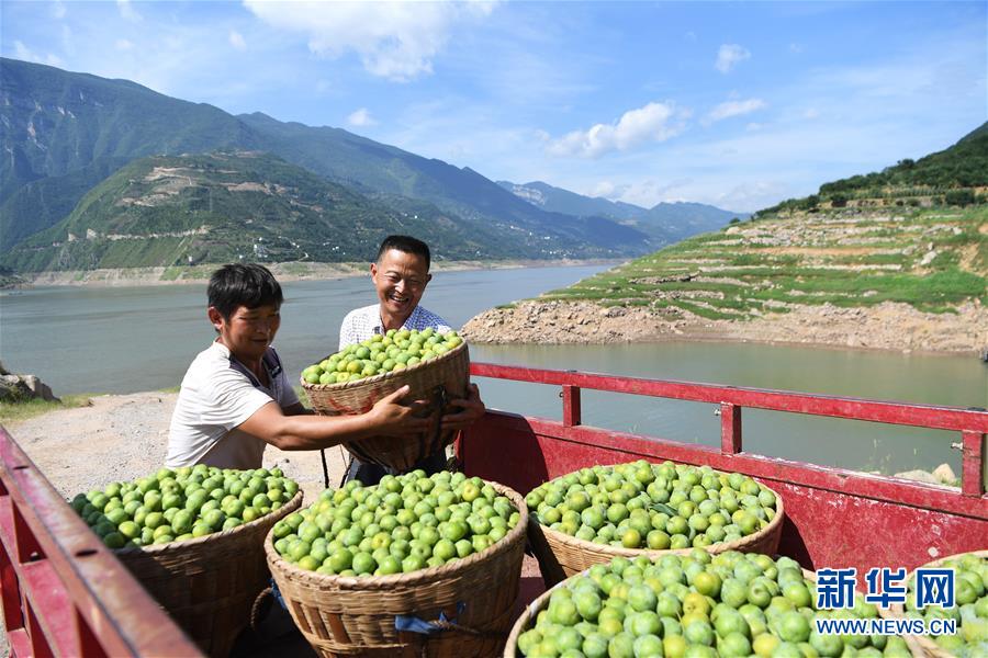 （在習(xí)近平新時(shí)代中國(guó)特色社會(huì)主義思想指引下——新時(shí)代新作為新篇章）（11）重慶巫山：“生態(tài)寶貝”變身“搖錢(qián)樹(shù)”
