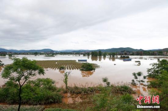 資料圖：湖南省臨武縣武水鎮(zhèn)、南強鎮(zhèn)、汾市鎮(zhèn)、水東鎮(zhèn)、金江鎮(zhèn)等鄉(xiāng)鎮(zhèn)遭遇特大暴雨襲擊，導(dǎo)致大量民房和農(nóng)田被淹。據(jù)不完全統(tǒng)計，該縣數(shù)千戶民房被淹，數(shù)十萬畝農(nóng)田、果園、煙田被淹斷收，直接經(jīng)濟損失達數(shù)千萬元。災(zāi)情發(fā)生后，當?shù)卣跋嚓P(guān)部門第一時間奔赴受災(zāi)鄉(xiāng)鎮(zhèn)轉(zhuǎn)移群眾，察看災(zāi)情并積極組織村民排澇自救、發(fā)放救災(zāi)物資、開展保險理賠等工作。目前救災(zāi)工作正在有序進行，無人員傷亡。唐盛歡 攝