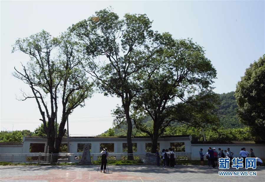 （壯麗70年·奮斗新時(shí)代——記者再走長(zhǎng)征路·圖文互動(dòng)）（6）“紅軍樹”下憶初心、守初心