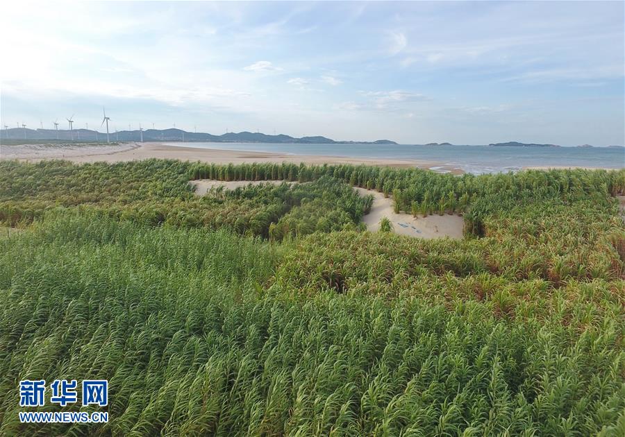 （不忘初心、牢記使命·圖文互動(dòng)）（2）拳拳寸草心 濃濃報(bào)國(guó)情——記“菌草之父”林占熺