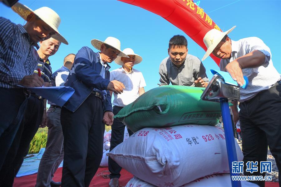 （圖文互動）（2）1046.3公斤！袁隆平第三代雜交水稻首次公開測產(chǎn)