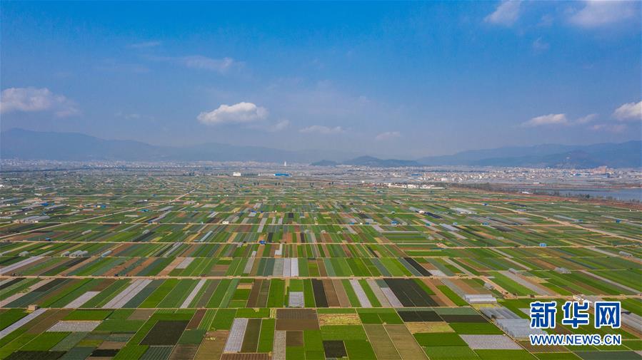 （抓好春耕備耕 穩(wěn)住農(nóng)業(yè)生產(chǎn)·圖文互動(dòng)）（5）“栽種的是菜苗，收獲的是希望”——云南蔬菜集散地通?？h春耕見聞 