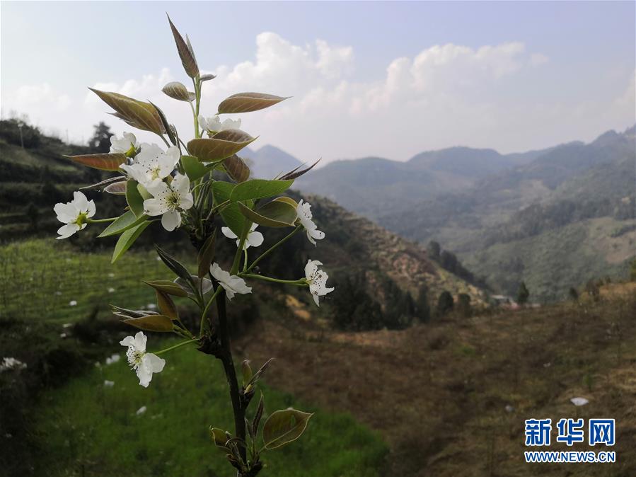 （決戰(zhàn)決勝脫貧攻堅(jiān)·圖文互動(dòng)）（1）寄相思，償夙愿——5封清明“家書”里的決戰(zhàn)決勝信念