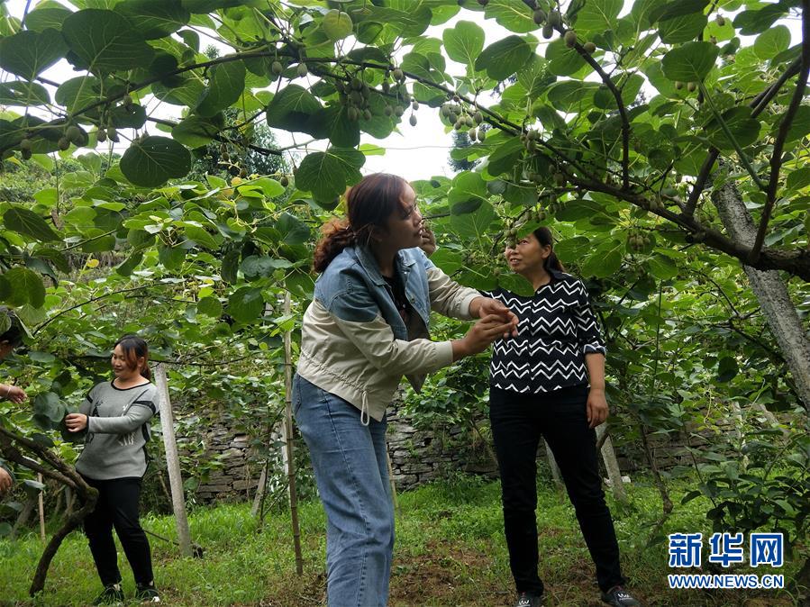 （新華全媒頭條·圖文互動）（10）初夏，循著總書記的腳步探訪產(chǎn)業(yè)扶貧新事