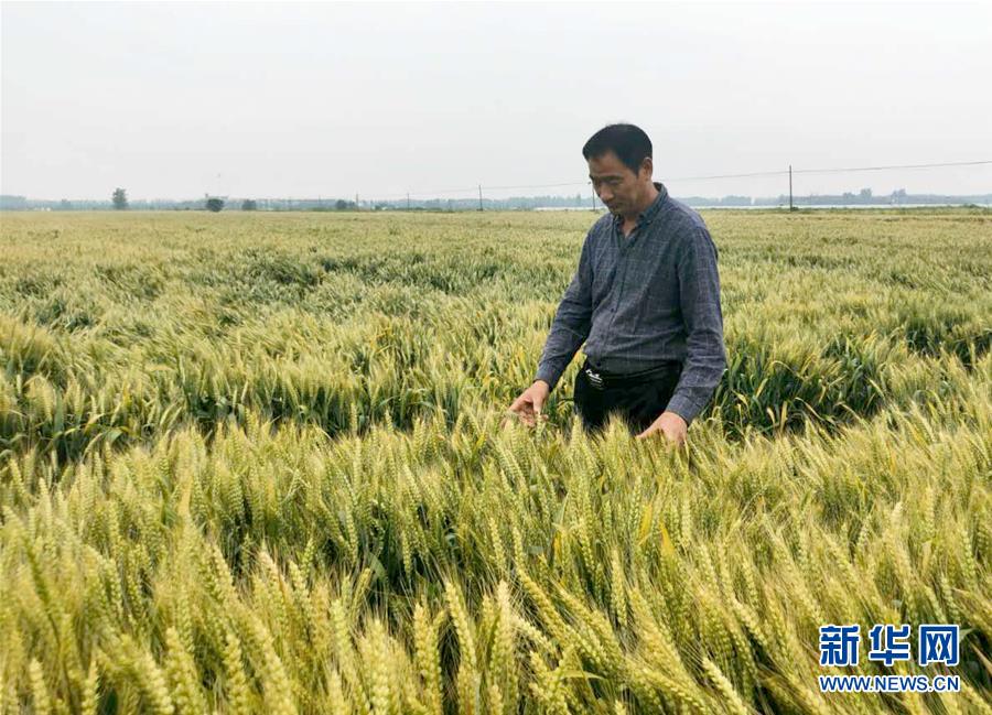 （在習(xí)近平新時代中國特色社會主義思想指引下——新時代新作為新篇章·習(xí)近平總書記關(guān)切事·圖文互動）（1）新農(nóng)事、新希望——夏收前田間新動態(tài)掃描
