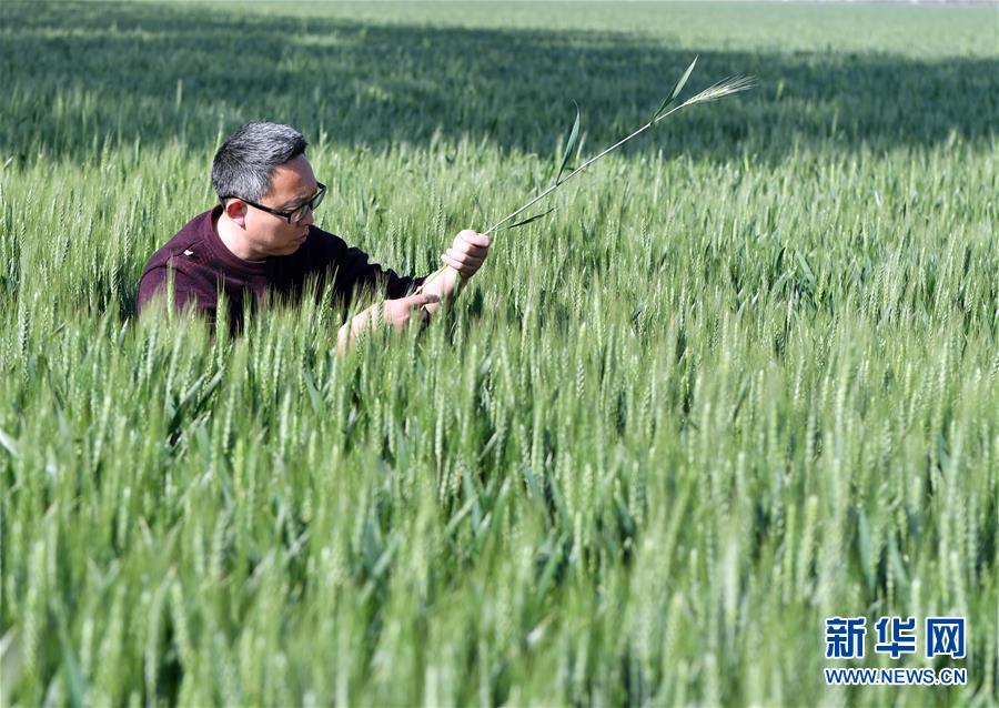 （在習(xí)近平新時代中國特色社會主義思想指引下——新時代新作為新篇章·習(xí)近平總書記關(guān)切事·圖文互動）（5）新農(nóng)事、新希望——夏收前田間新動態(tài)掃描