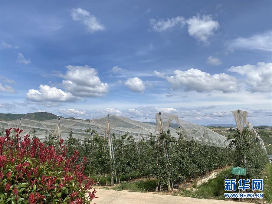 （決戰(zhàn)決勝脫貧攻堅(jiān)·圖文互動(dòng)）（3）高原紅了，日子好了——貴州海拔最高縣發(fā)展蘋果產(chǎn)業(yè)見聞