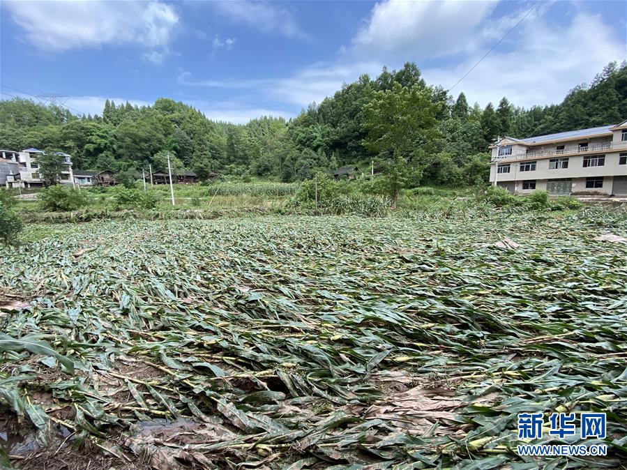 （防汛抗洪·圖文互動(dòng)）（4）山洪襲來前，澧水河畔大轉(zhuǎn)移