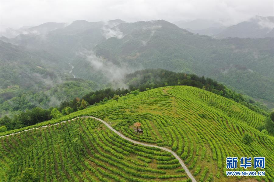 （走向我們的小康生活·圖文互動）（8）綠了青山，紅了日子——秦巴山區(qū)群眾繪出小康“調色板”