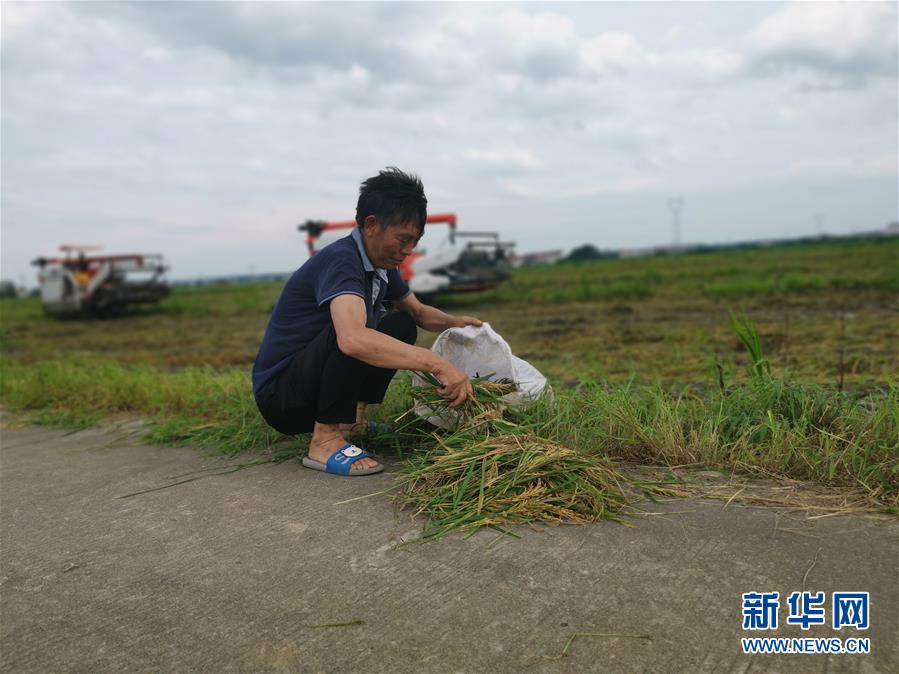 （新華視點·聚焦餐桌外的浪費·圖文互動）（1）顆粒歸倉為何難實現(xiàn)？我國糧食收割環(huán)節(jié)損失驚人
