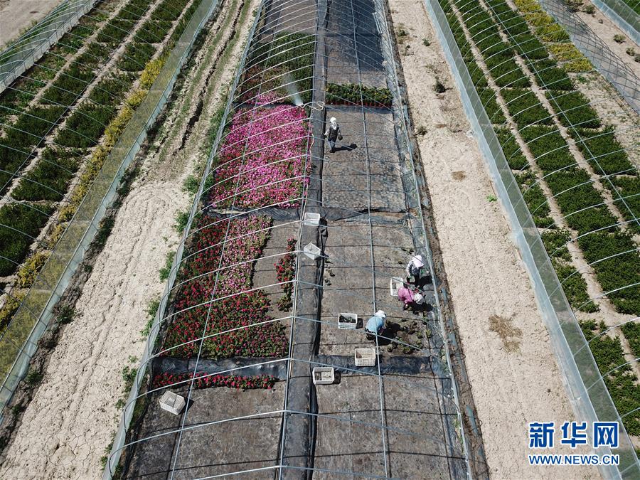 （新華全媒頭條·走向我們的小康生活·圖文互動(dòng)）（1）“苦甲”不再，“甘味”綿長(zhǎng)——脫貧攻堅(jiān)的甘肅味道