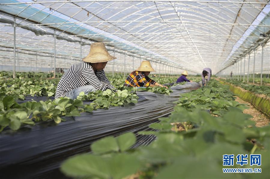（新華全媒頭條·決戰(zhàn)決勝脫貧攻堅·督戰(zhàn)未摘帽貧困縣·圖文互動）（12）不獲全勝，決不收兵——全國52個掛牌督戰(zhàn)貧困縣脫貧攻堅紀實