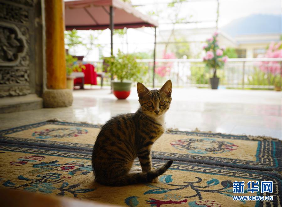 （走向我們的小康生活·決戰(zhàn)決勝脫貧攻堅·圖文互動）（3）甘青交界處的跨越——保安族、撒拉族的脫貧故事