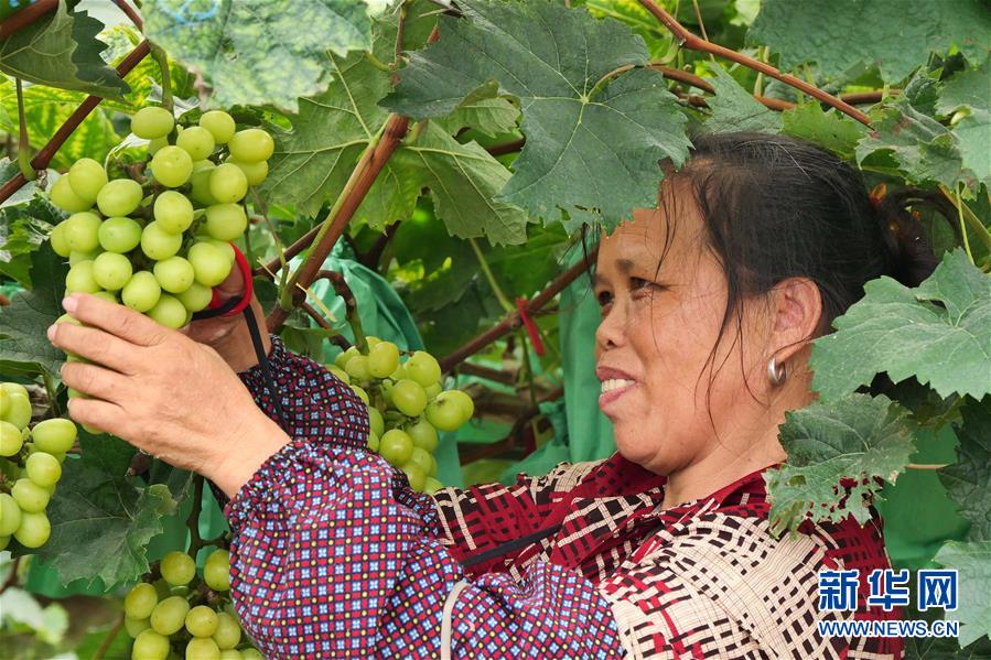 （決戰(zhàn)決勝脫貧攻堅·圖文互動）（2）同飲一江水 攜手“斬窮根”——深圳對口廣西河池、百色扶貧協作見聞