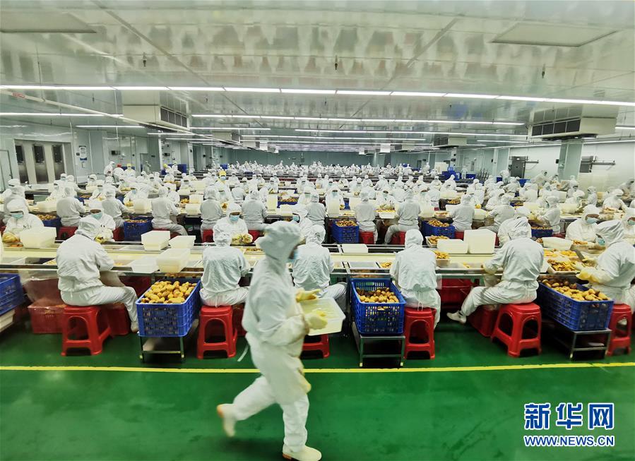 （決戰(zhàn)決勝脫貧攻堅·圖文互動）（8）同飲一江水 攜手“斬窮根”——深圳對口廣西河池、百色扶貧協作見聞