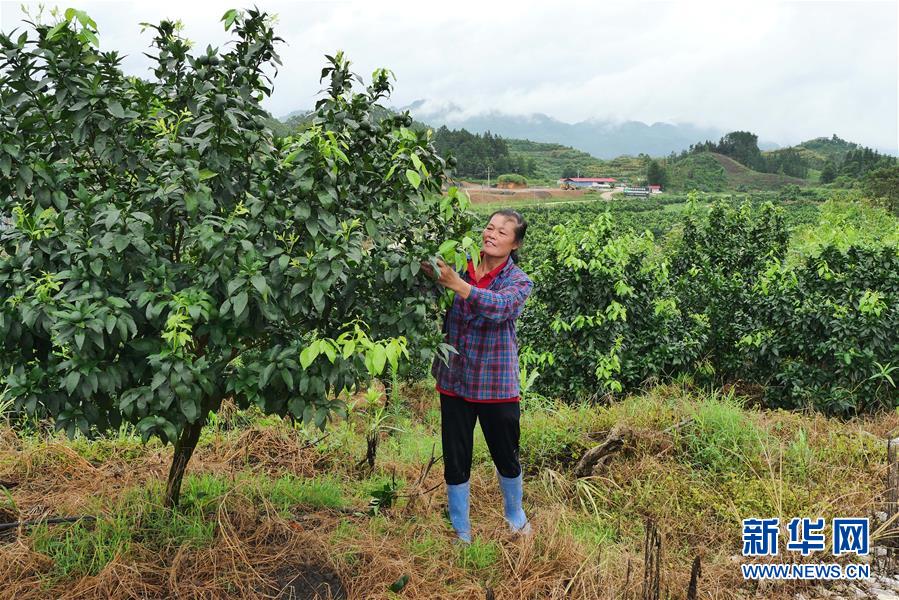 （決戰(zhàn)決勝脫貧攻堅·圖文互動）（10）同飲一江水 攜手“斬窮根”——深圳對口廣西河池、百色扶貧協作見聞