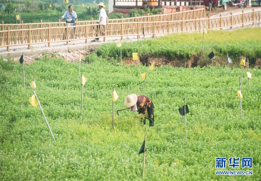 （新華全媒頭條·走向我們的小康生活·圖文互動）（9）特殊之年，荊楚大地書寫不平凡的答卷