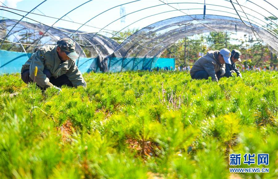 （在習近平新時代中國特色社會主義思想指引下——新時代新作為新篇章·習近平總書記關切事·圖文互動）（8）綠意，在黃沙中鋪展——我國防沙治沙紀實