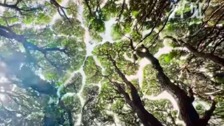 樹木為何會(huì)相互“禮讓”？
