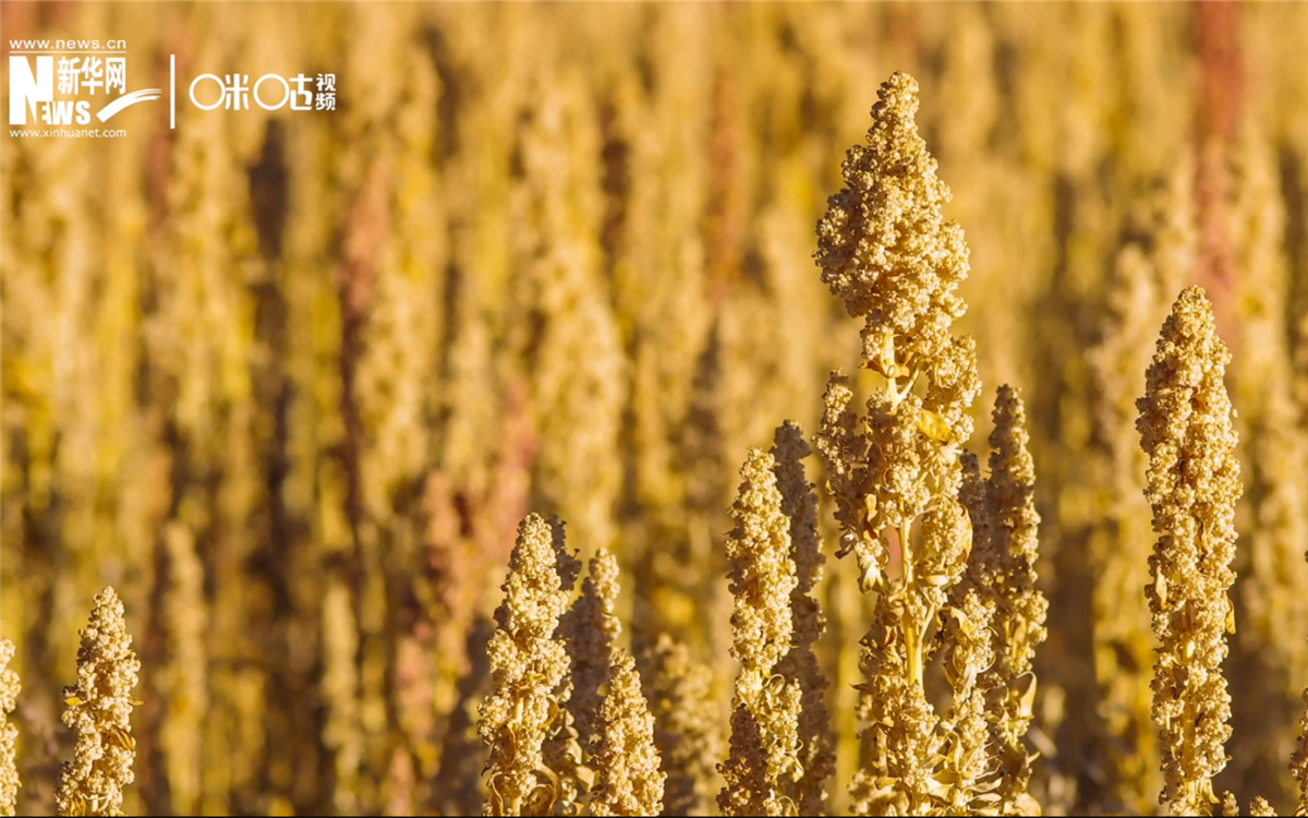 藜麥有極強(qiáng)的環(huán)境適應(yīng)能力和低成本、高回報(bào)的種植模式