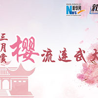 三月賞櫻，流連武大