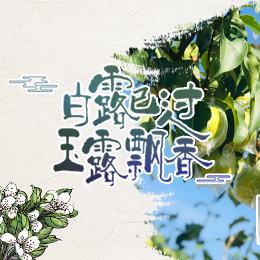 白露已過，玉露飄香