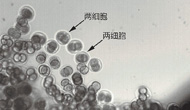 實(shí)踐十號衛(wèi)星小鼠胚胎實(shí)驗(yàn)取得重要突破